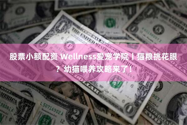 股票小额配资 Wellness爱宠学院丨猫粮挑花眼？幼猫喂养攻略来了！